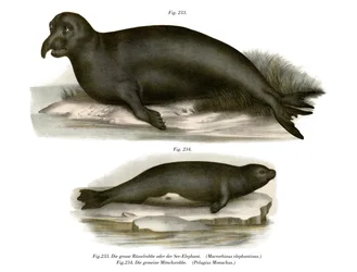 Elefantsæl, 1860